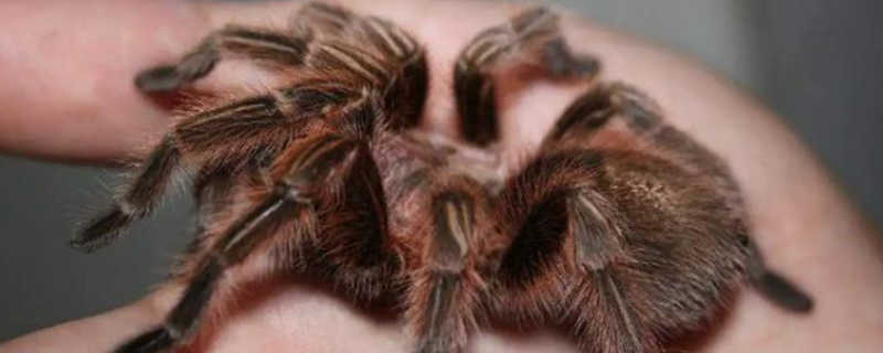 Do spider pets recognize their owners? Do spider pets recognize their owners?