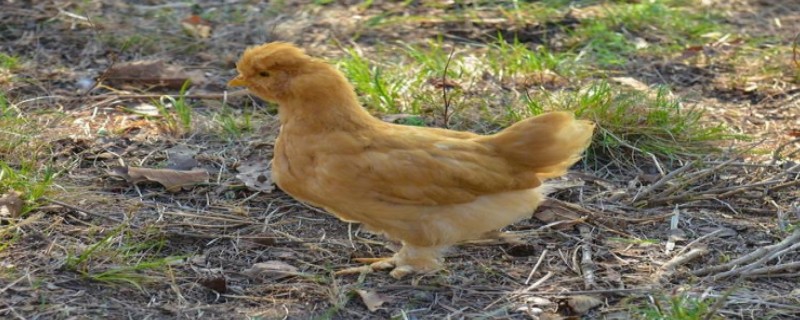 Will the little yellow chicken recognize its owner?