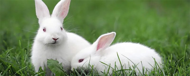 How long does it take for a rabbit to die from rhinitis?