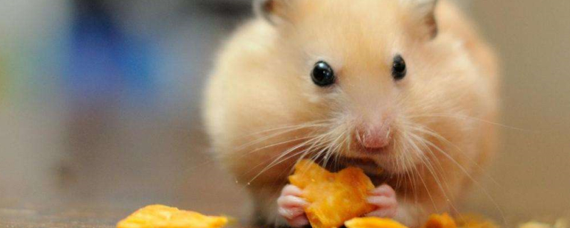 Hamster trusts owner's sleeping position