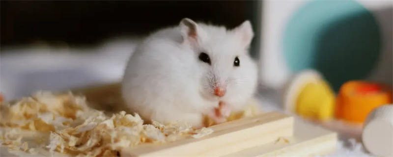 How to do hamster pseudo hibernation