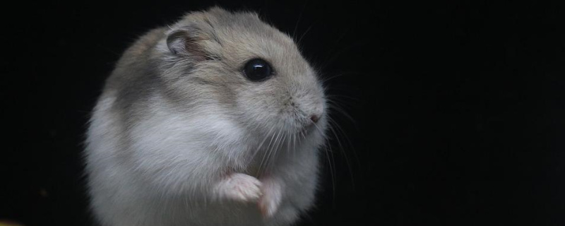 Do hamsters eat their poop?