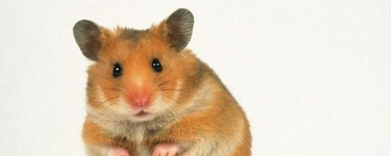 Do hamsters kill their companions?